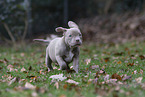 American Bulldog Puppy