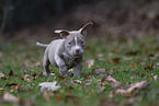 American Bulldog Puppy