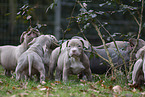 American Bulldog Puppies