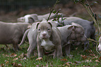 American Bulldog Puppies