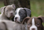 American Bulldog Puppies