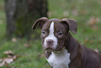 American Bulldog Puppy