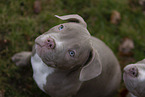 American Bulldog Puppy