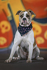 female American Bulldog