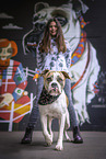 female American Bulldog