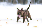 American Bulldog in winter