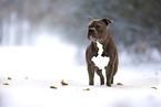 American Bulldog in winter