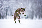 American Bulldog in winter