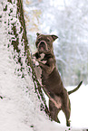 American Bulldog in winter