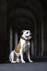 American Bulldog