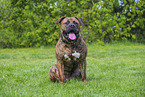 American Bulldog