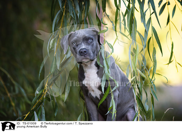 young American Bully / TS-01009