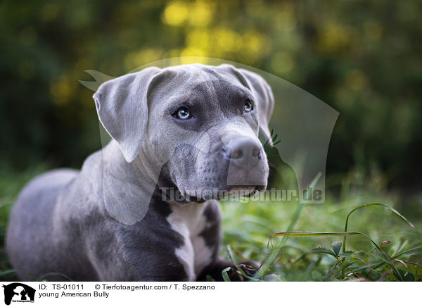 junger American Bully / young American Bully / TS-01011