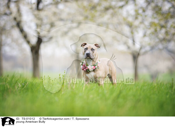 young American Bully / TS-01012