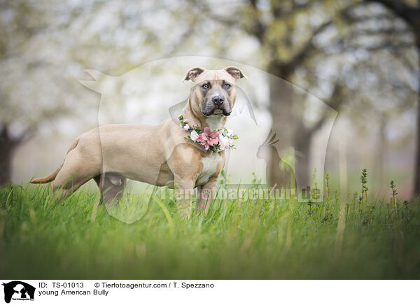 young American Bully / TS-01013