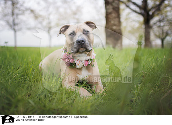 young American Bully / TS-01014