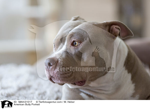 American Bully Portrait / American Bully Portrait / MAH-01017
