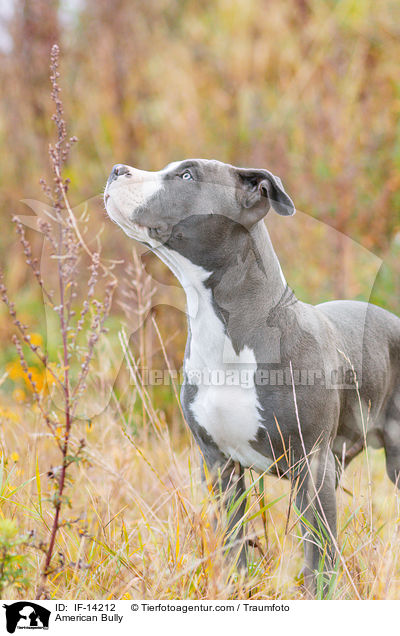 American Bully / IF-14212