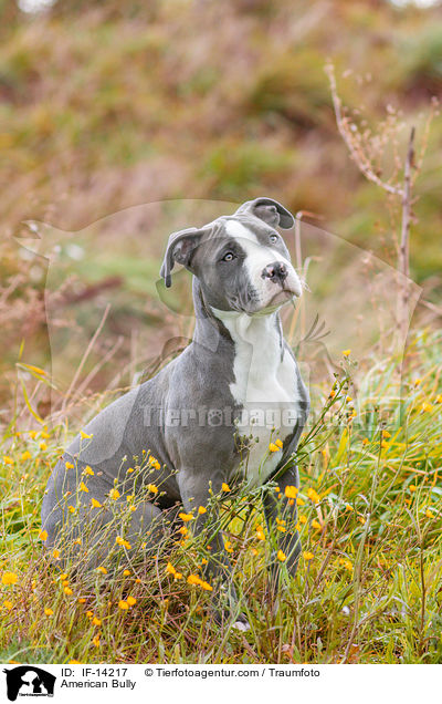 American Bully / American Bully / IF-14217