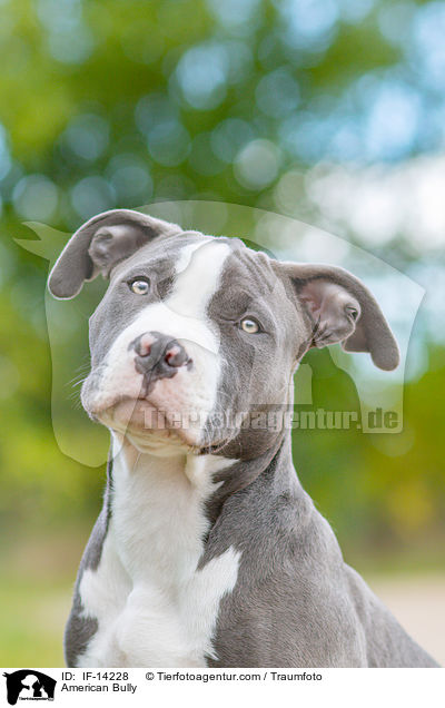 American Bully / American Bully / IF-14228
