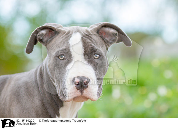 American Bully / American Bully / IF-14229