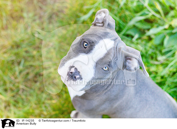 American Bully / American Bully / IF-14235
