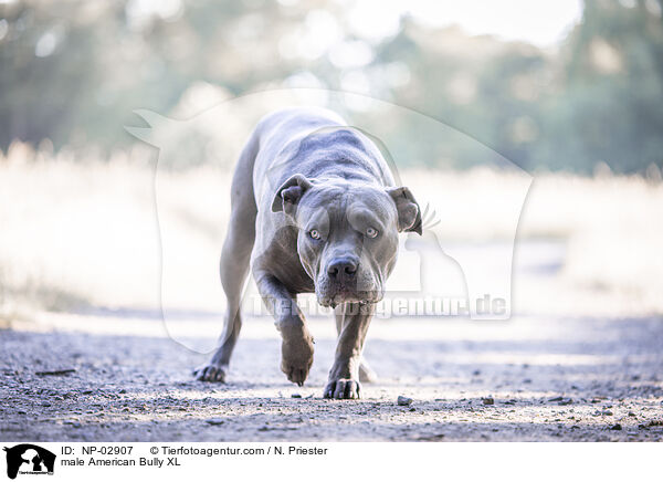 American Bully XL Rde / male American Bully XL / NP-02907