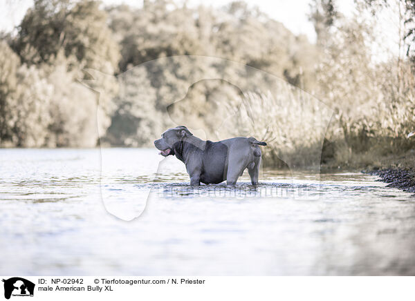 American Bully XL Rde / male American Bully XL / NP-02942