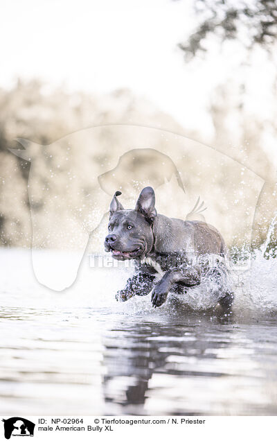 American Bully XL Rde / male American Bully XL / NP-02964