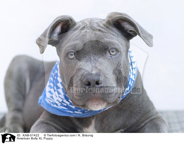 American Bully XL Welpe / American Bully XL Puppy / KAB-01422