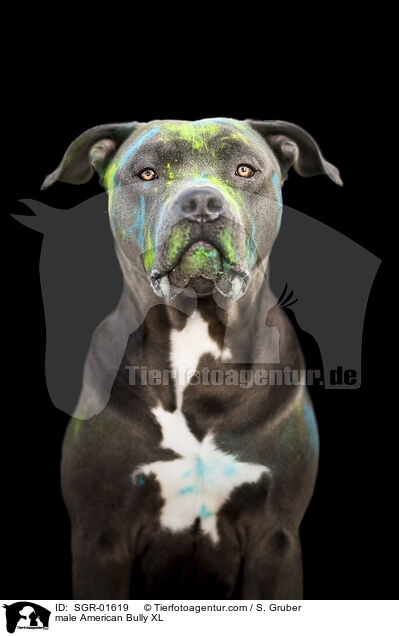 American Bully XL Rde / male American Bully XL / SGR-01619