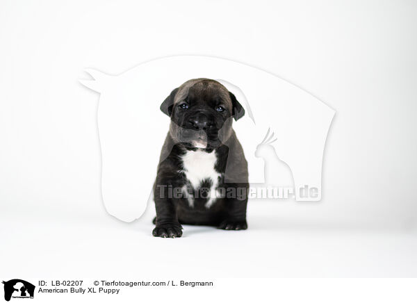 American Bully XL Welpe / American Bully XL Puppy / LB-02207