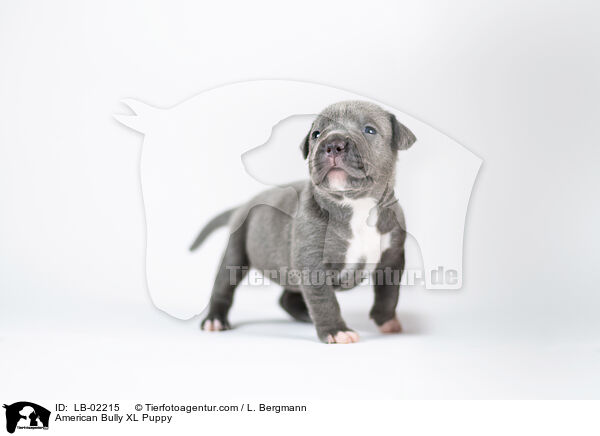 American Bully XL Puppy / LB-02215