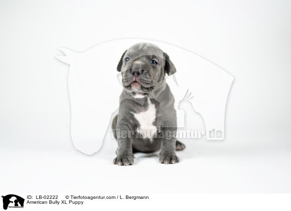 American Bully XL Puppy / LB-02222