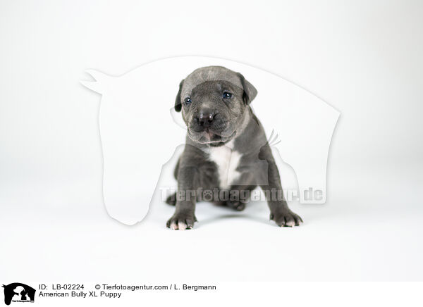 American Bully XL Puppy / LB-02224