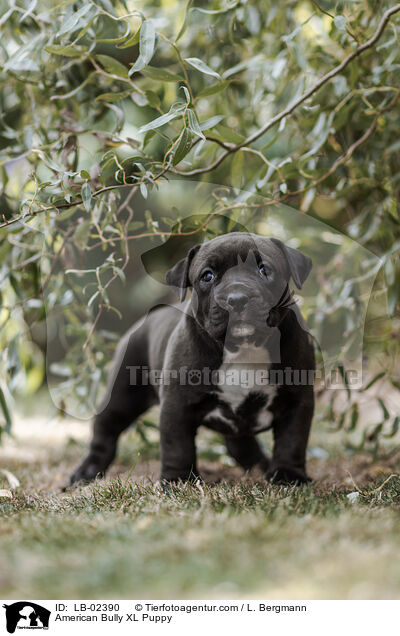 American Bully XL Puppy / LB-02390