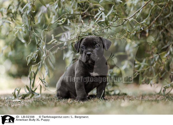 American Bully XL Puppy / LB-02398