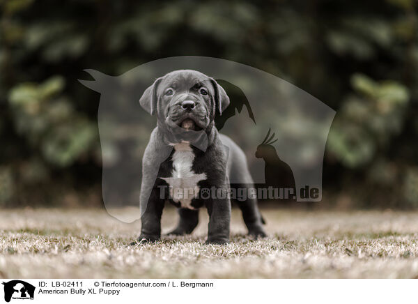 American Bully XL Puppy / LB-02411