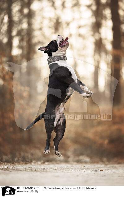 American Bully / American Bully / TAS-01233