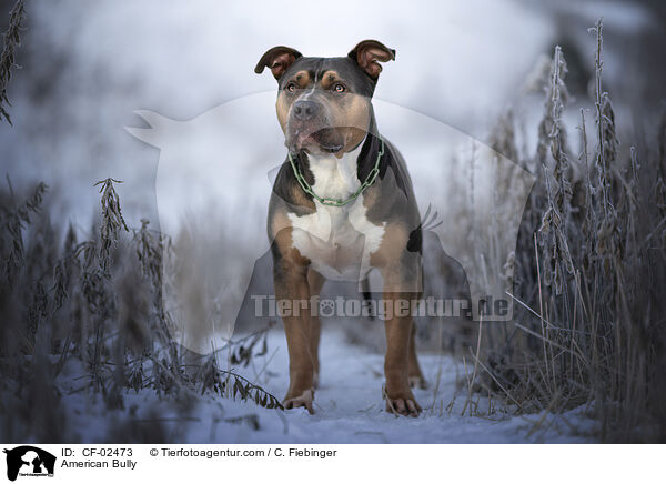 American Bully / American Bully / CF-02473