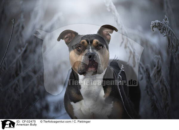 American Bully / American Bully / CF-02475