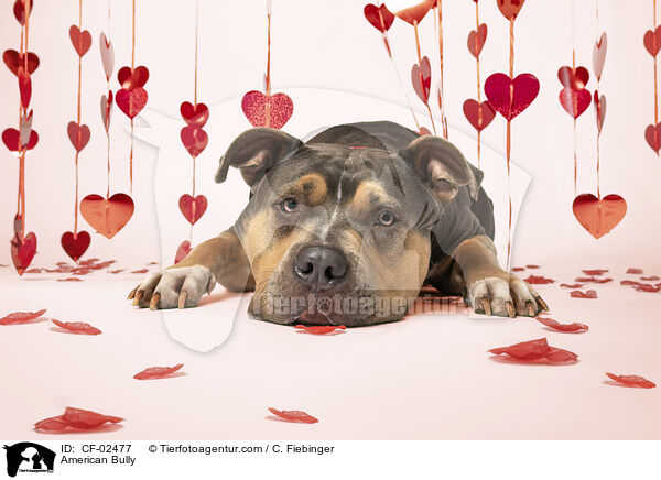American Bully / American Bully / CF-02477