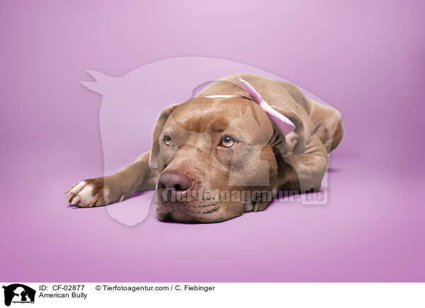 American Bully / American Bully / CF-02877