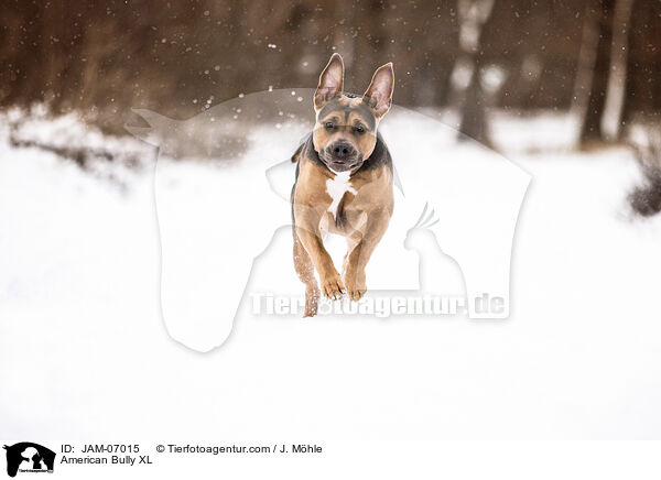 American Bully XL / American Bully XL / JAM-07015