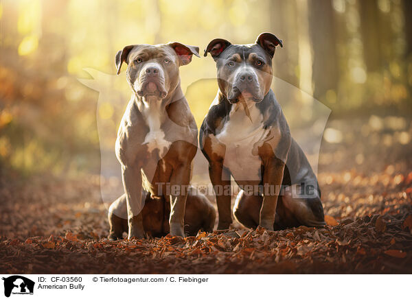 American Bully / American Bully / CF-03560