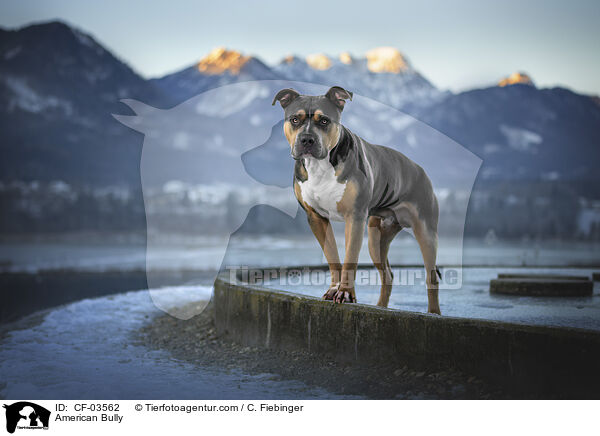 American Bully / American Bully / CF-03562