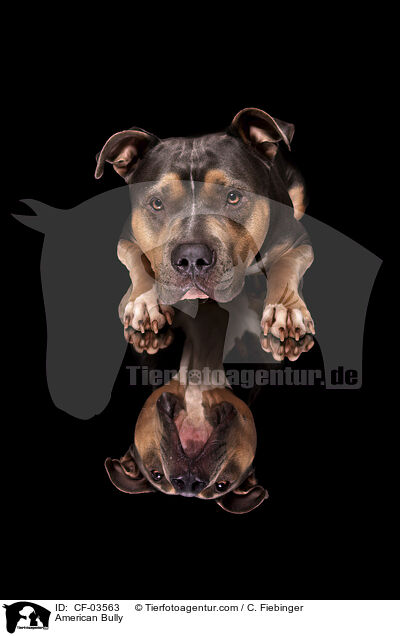 American Bully / American Bully / CF-03563
