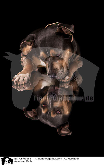 American Bully / American Bully / CF-03564