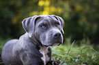 young American Bully
