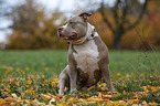 sitting American Bully